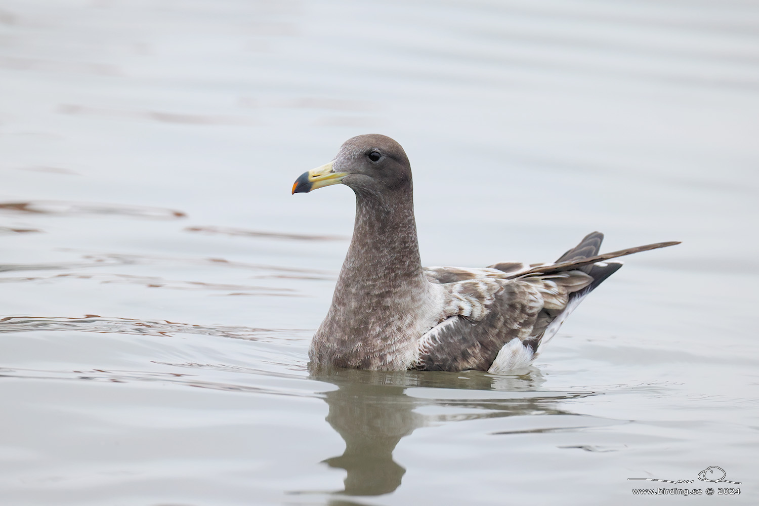 BELCHER'S GULL (Larus belcheri) - Stäng / close