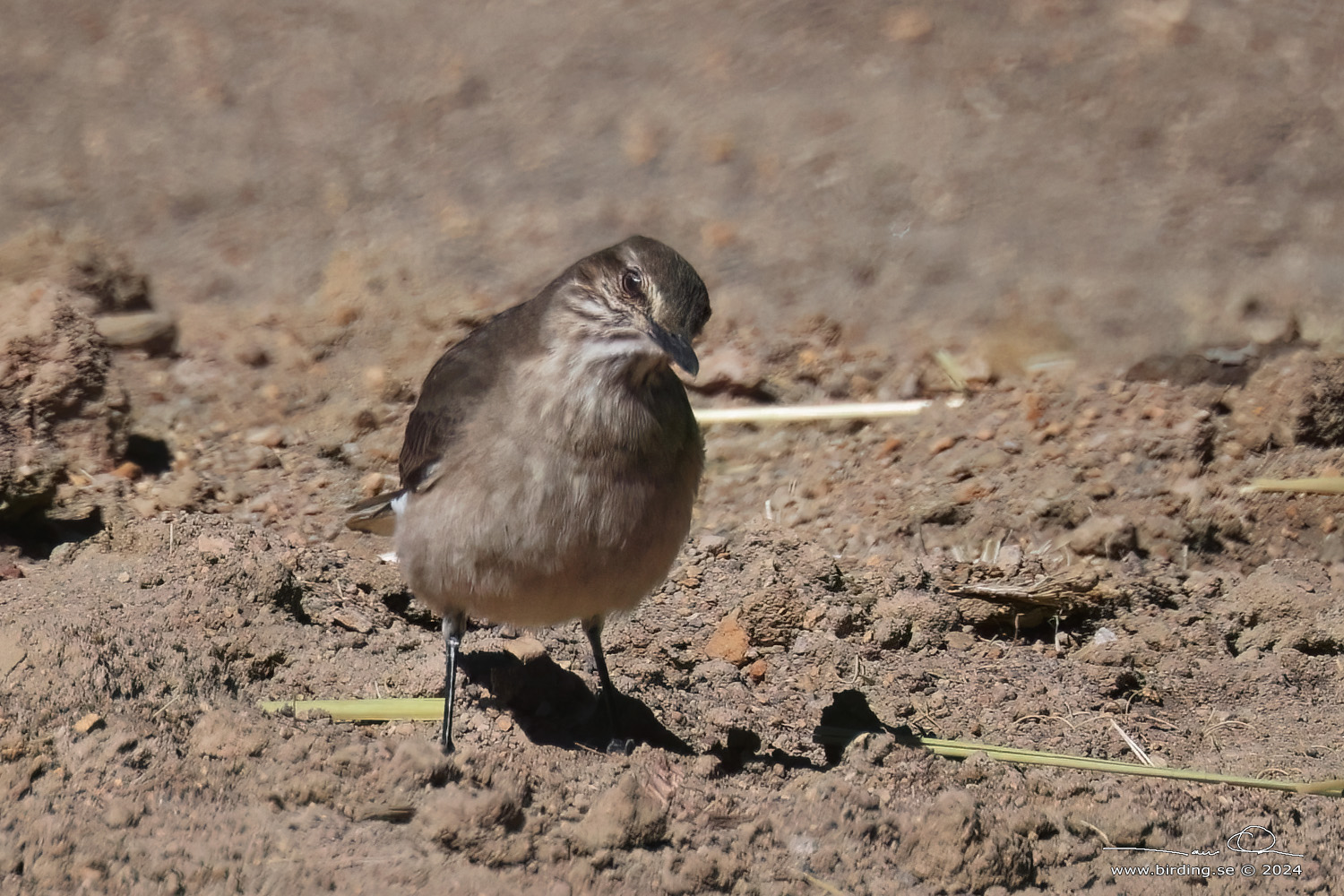 BLACK-BILLED SHRIKE-TYRANT (Agriornis montanus) - Stäng / close