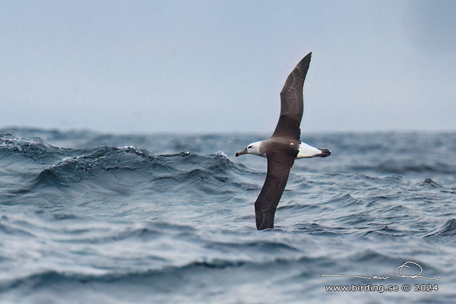 BLACK-BROWED ALBATROSS (Thalassarche melanophris) - Stäng / close