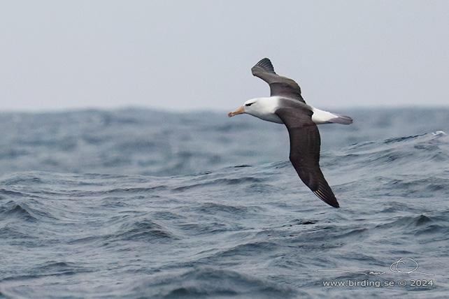 BLACK-BROWED ALBATROSS (Thalassarche melanophris) - Stäng / close