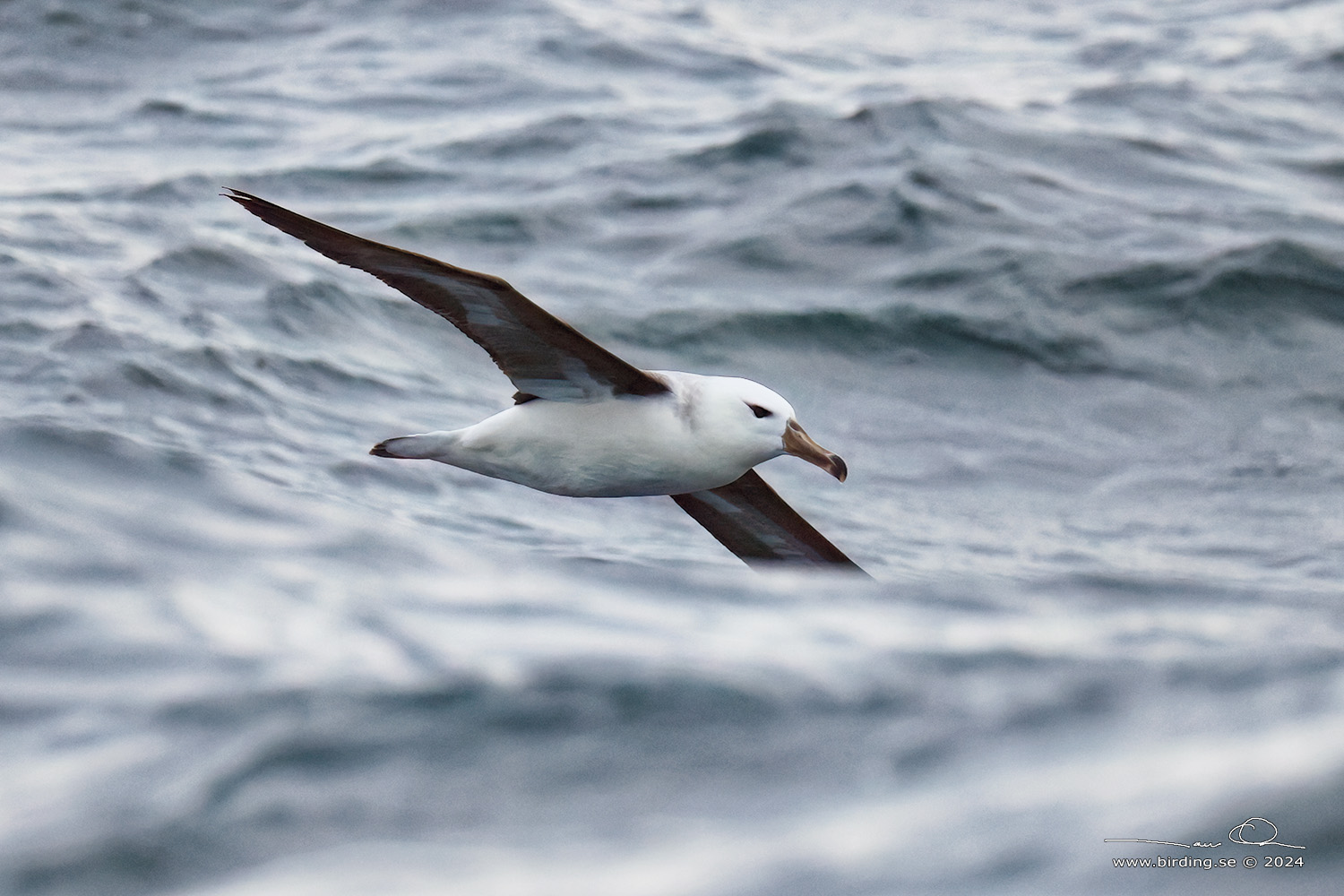 BLACK-BROWED ALBATROSS (Thalassarche melanophris) - Stäng / close