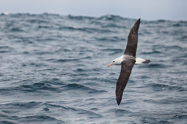 BLACK-BROWED ALBATROSS (Thalassarche melanophris) - Stäng / close