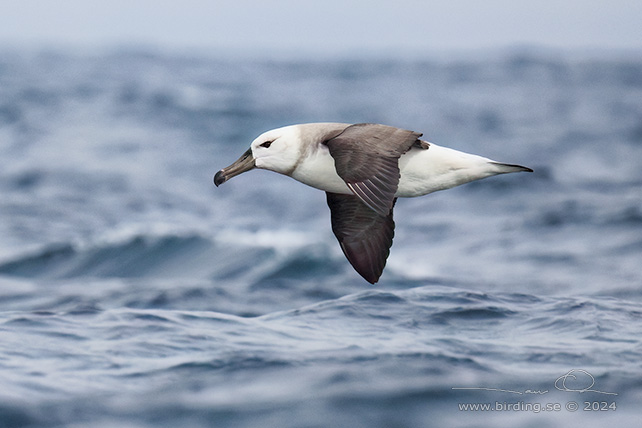 BLACK-BROWED ALBATROSS (Thalassarche melanophris) - Stäng / close