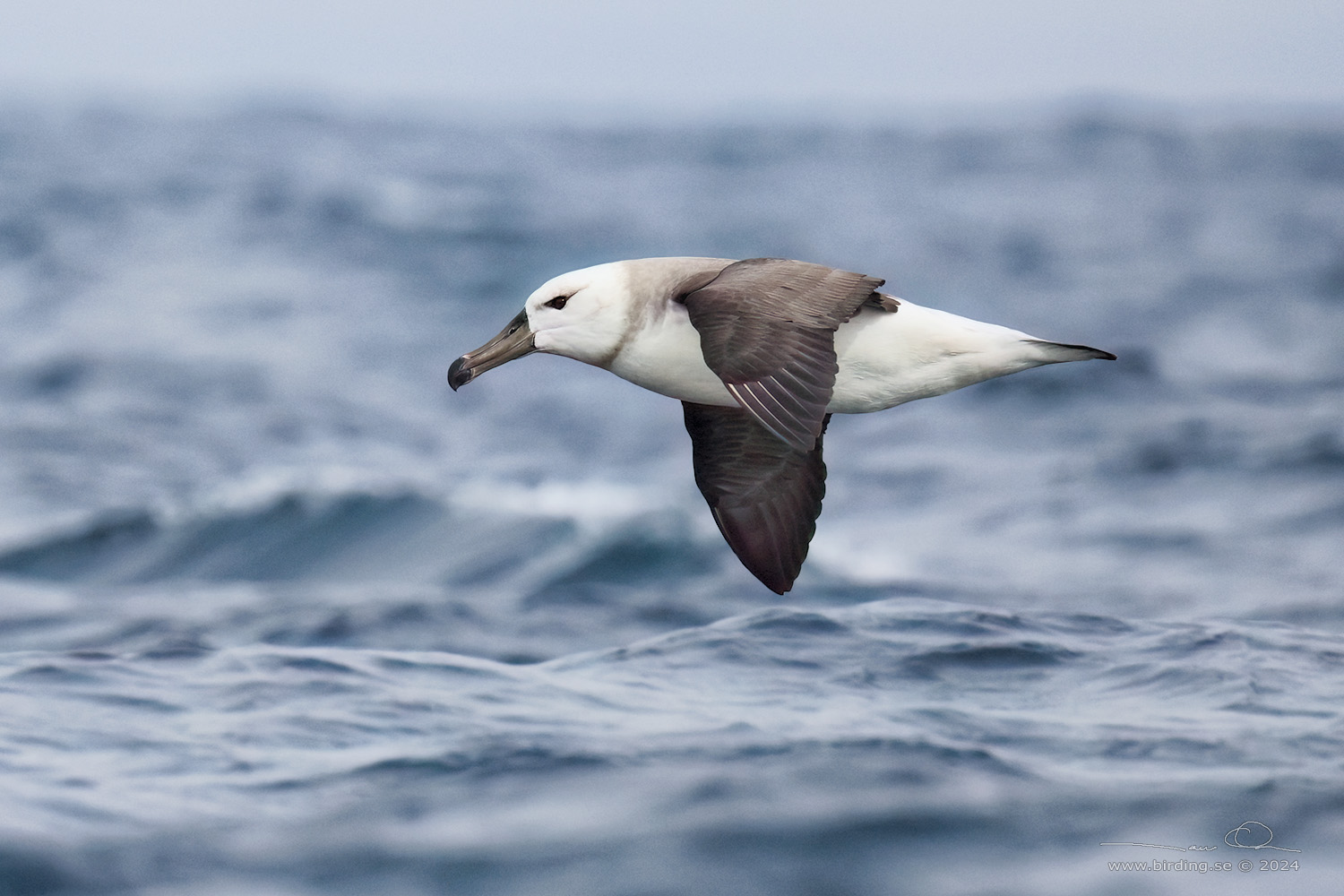 BLACK-BROWED ALBATROSS (Thalassarche melanophris) - Stäng / close