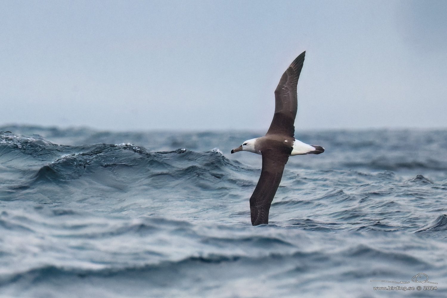 BLACK-BROWED ALBATROSS (Thalassarche melanophris) - Stäng / close