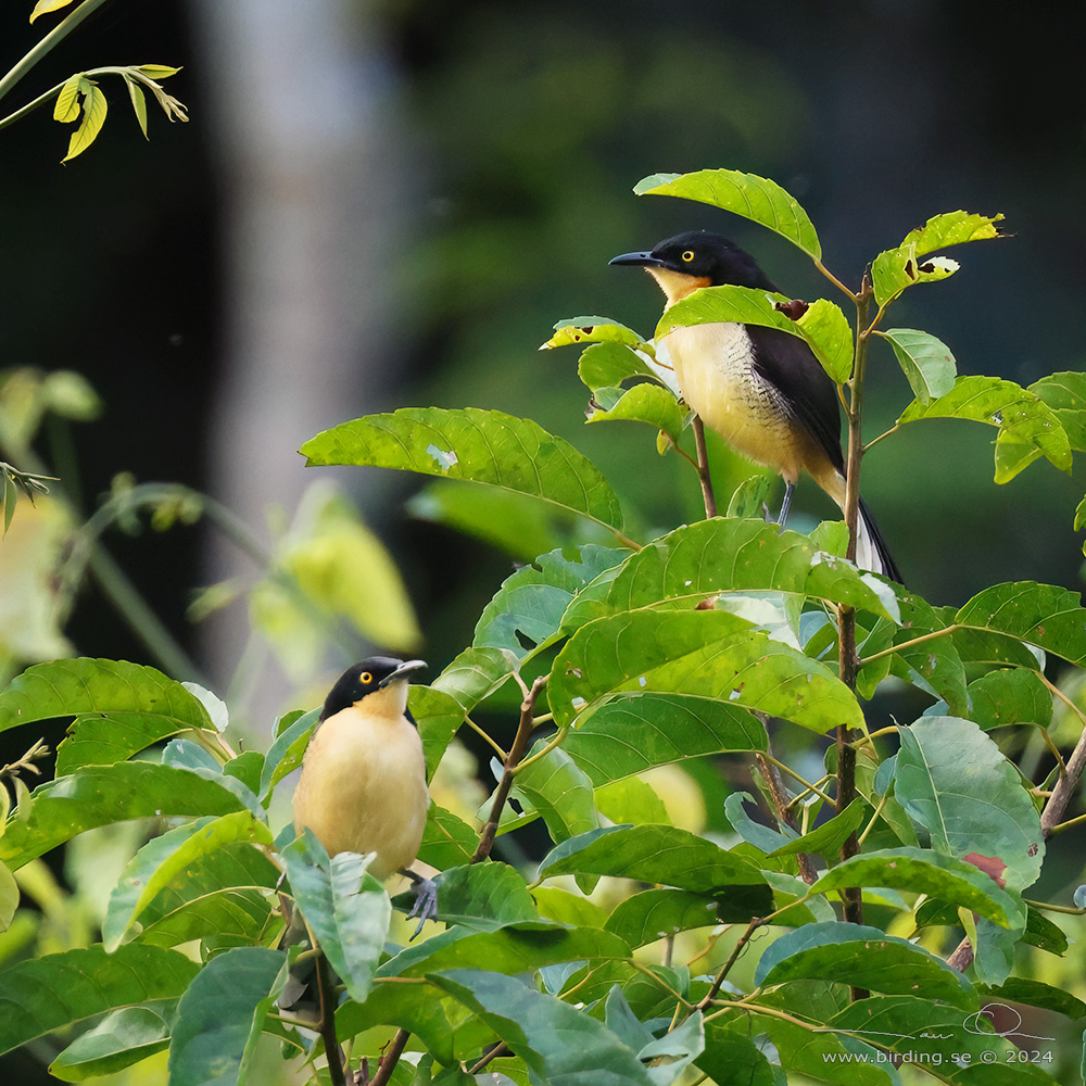 BLACK-CAPPED DONACOBIUS (Donacobius atricapilla) - Stäng / close