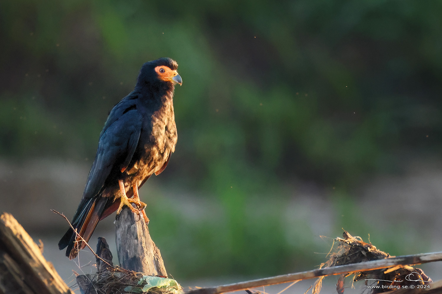 BLACK CARACARA (Daptrius ater) - Stäng / close