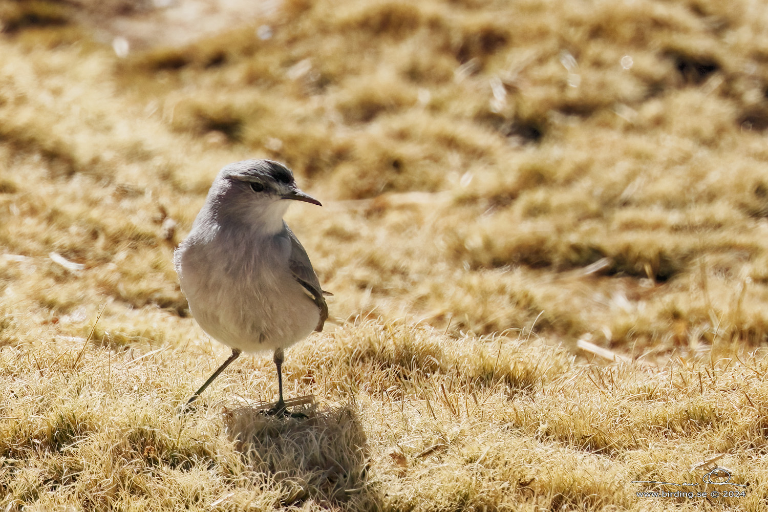 BLACK-FRONTED GROUND TYRANT (Muscisaxicola frontalis) - Stäng / close