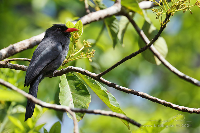 BLACK-FRONTED NUNBIRD (Monasa nigrifrons) - Stäng / close