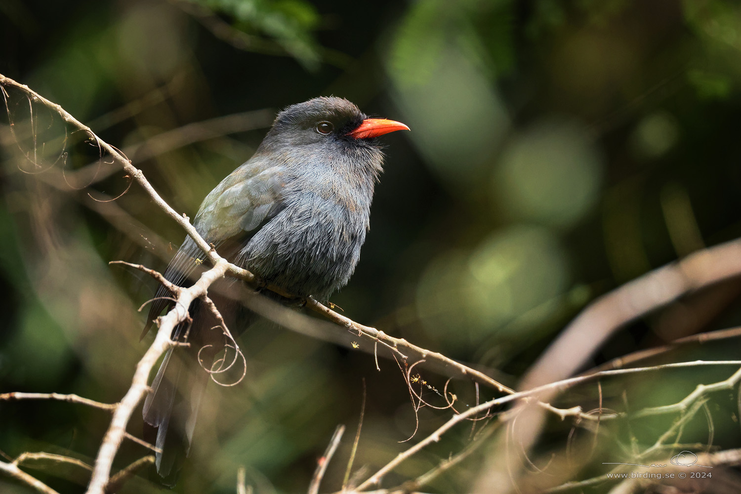 BLACK-FRONTED NUNBIRD (Monasa nigrifrons) - Stäng / close