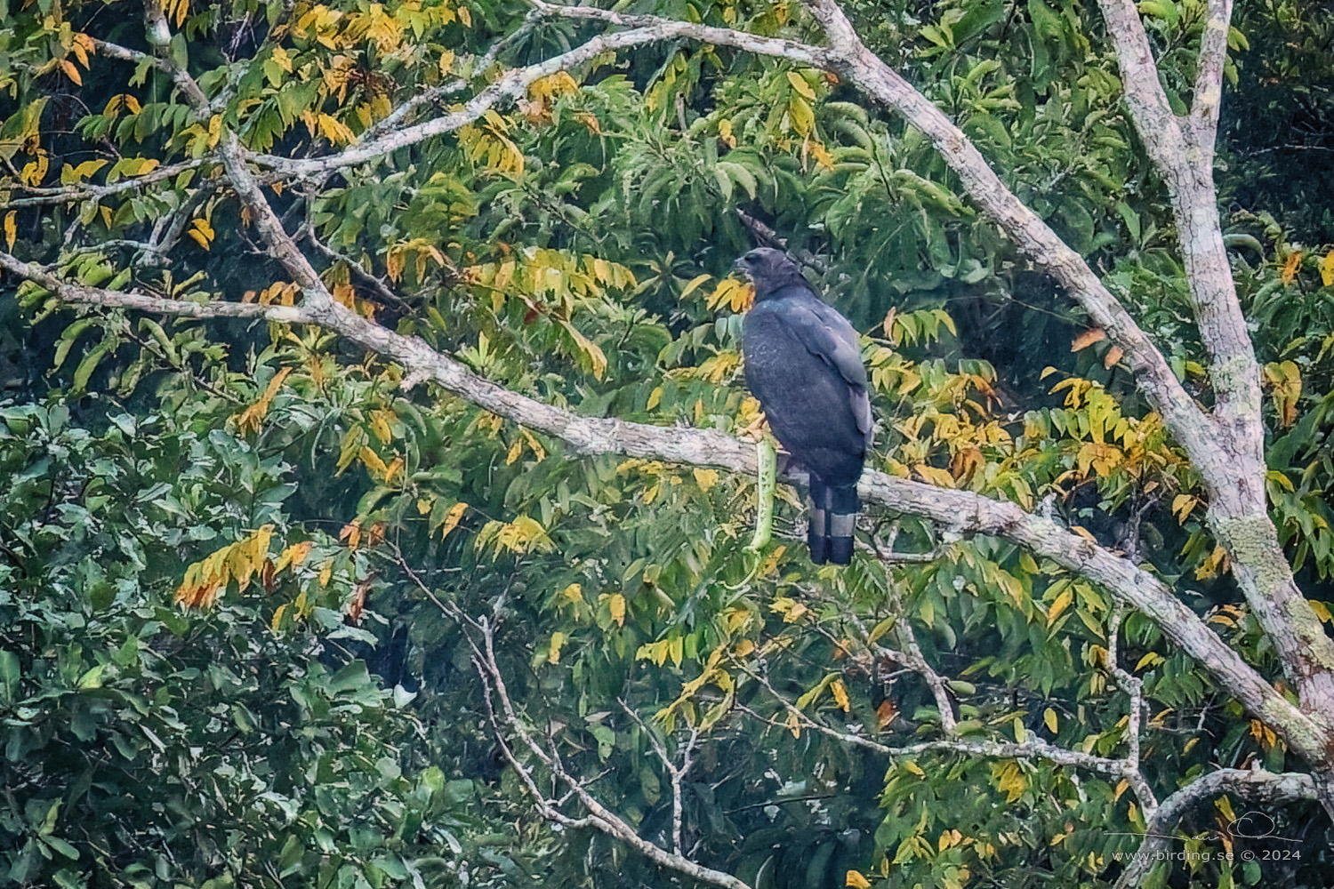 BLACK HAWK-EAGLE (Spizaetus tyrannus) - Stäng / close