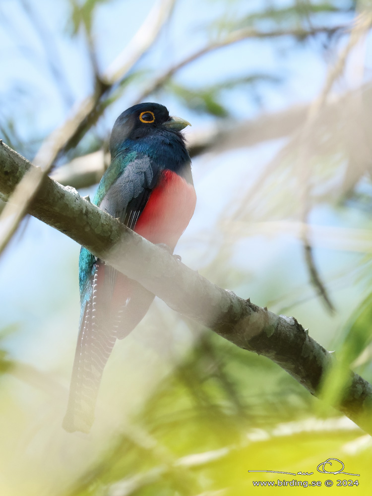 BLUE-CROWNED TROGON (Trogon curucui) - Stäng / close