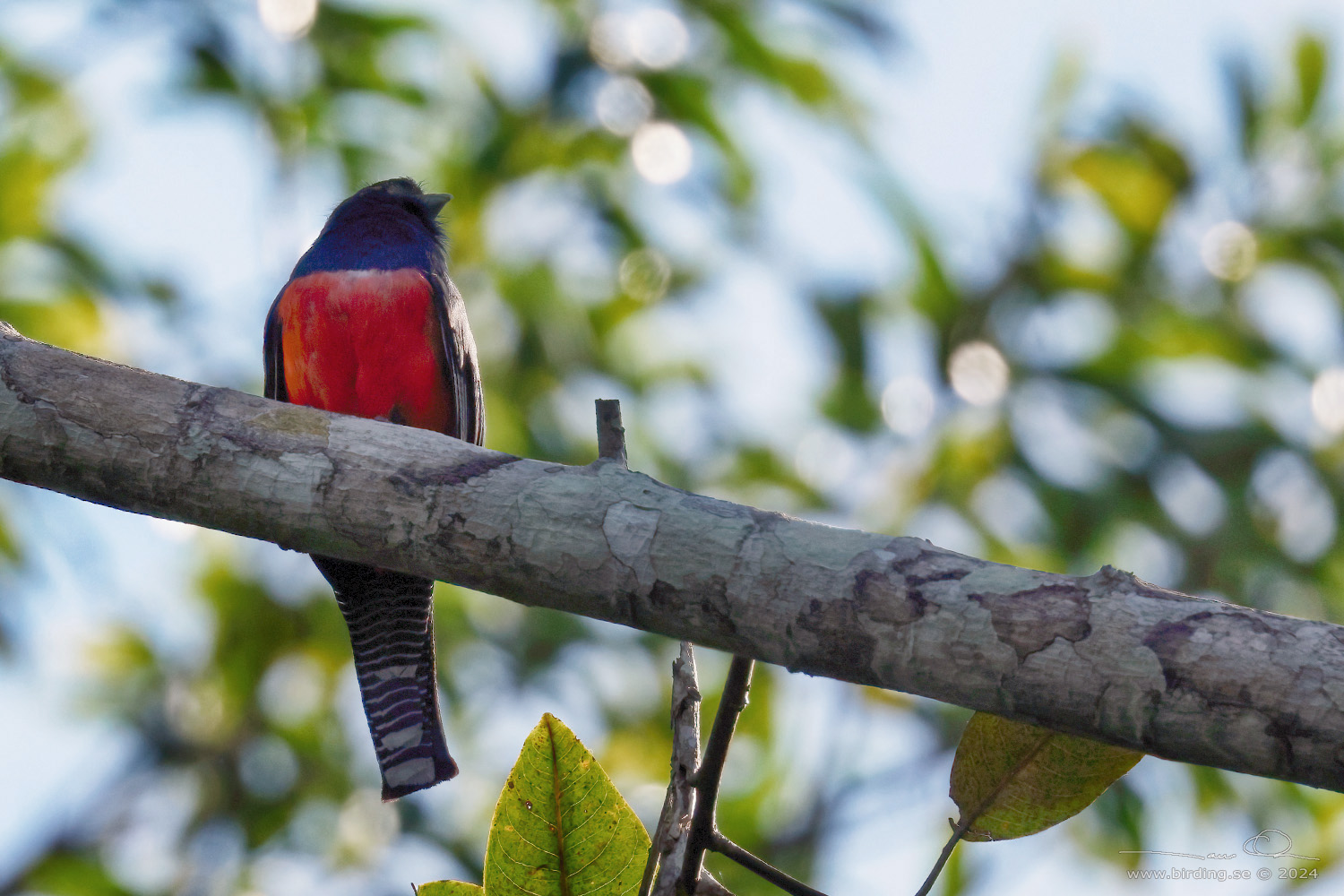 BLUE-CROWNED TROGON (Trogon curucui) - Stäng / close