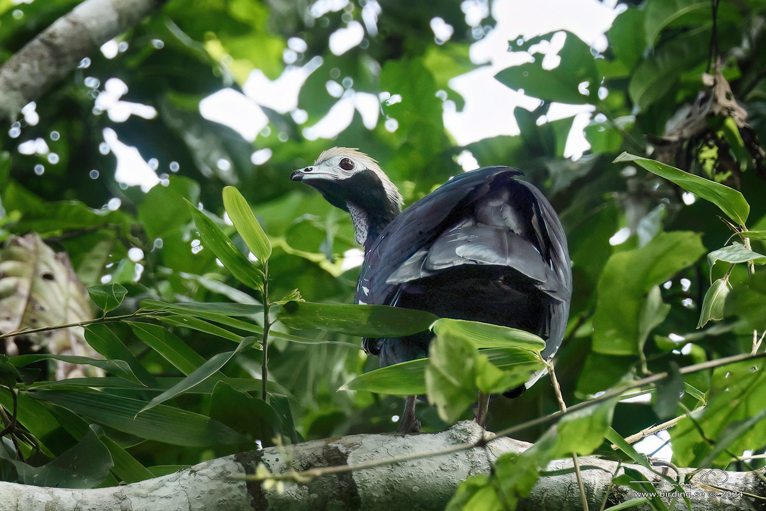 BLUE-THROATED PIPING-GUAN (Pipile cumanensis) - Stäng / close