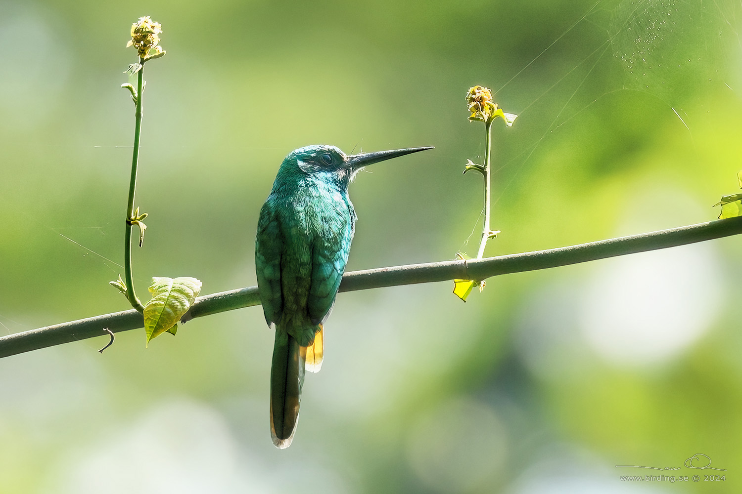 BLUISH-FRONTED JACAMAR (Galbula cyanescens) - Stäng / close