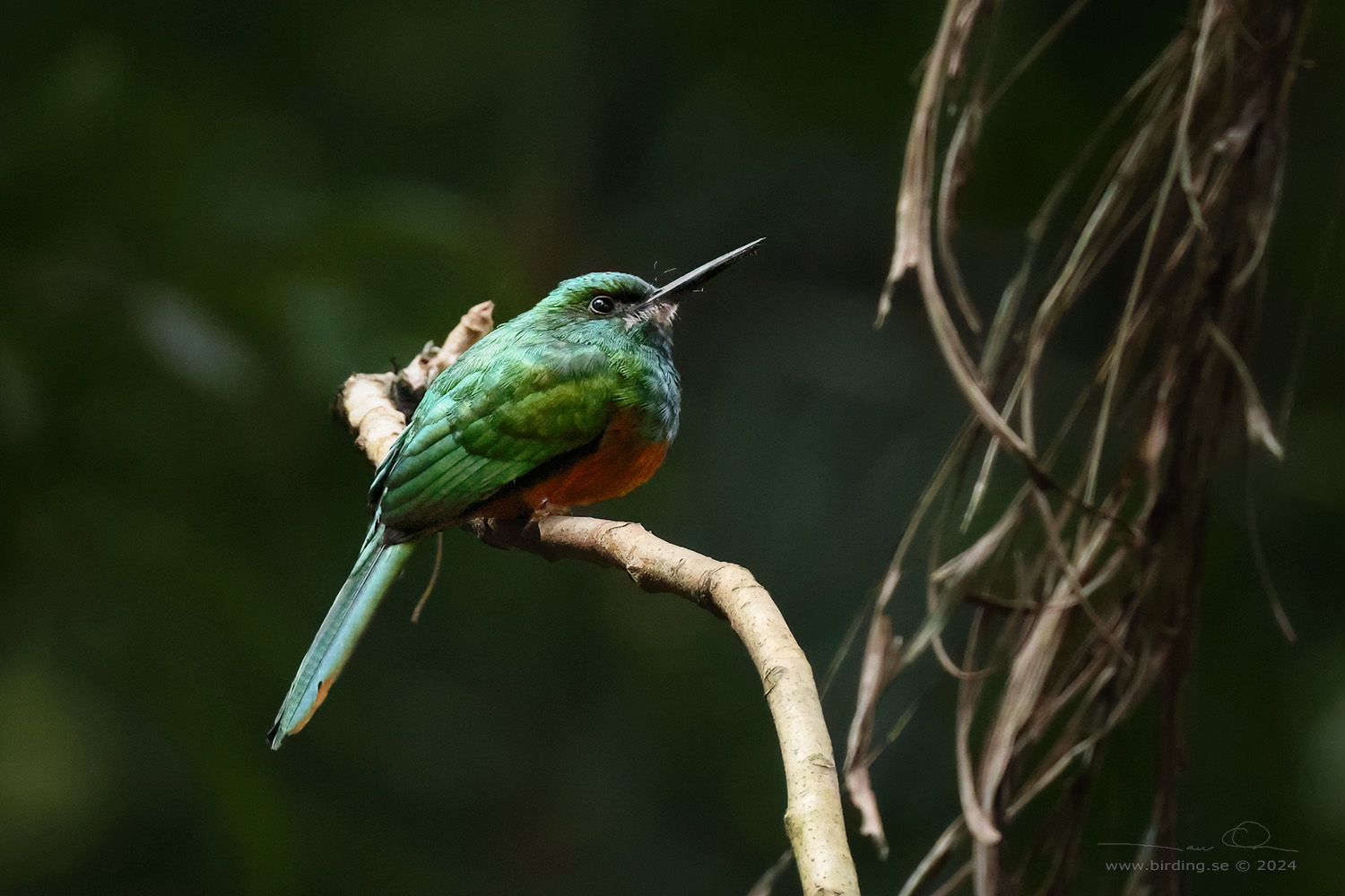 BLUISH-FRONTED JACAMAR (Galbula cyanescens) - Stäng / close