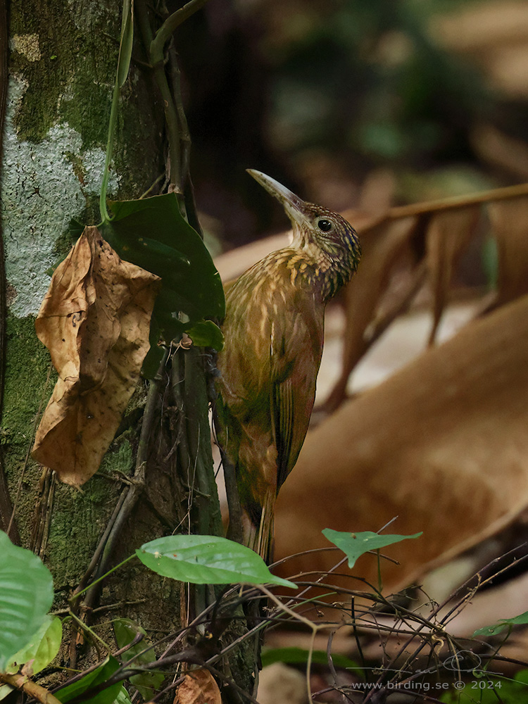 BUFF-THROATED WOODCREEPER (Xiphorhynchus guttatus) - Stäng / close