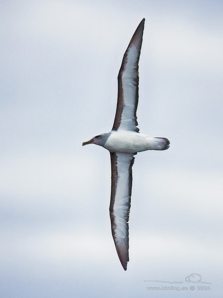 BULLER'S ALBATROSS (Thalassarche bulleri) - Stäng / close