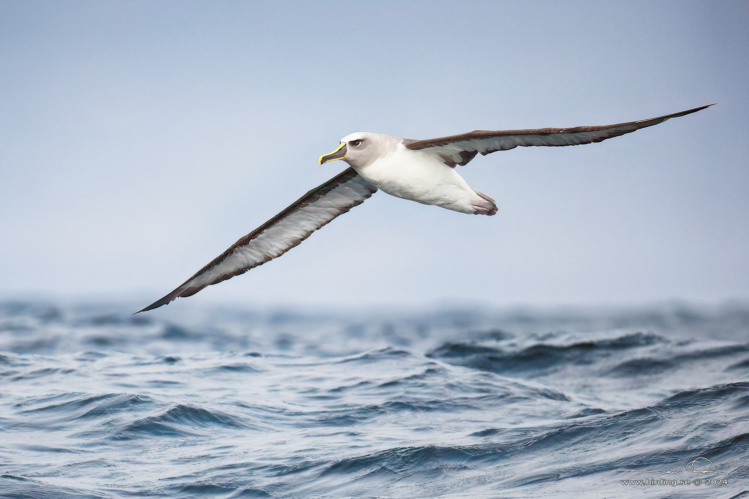 BULLER'S ALBATROSS (Thalassarche bulleri) - Stäng / close