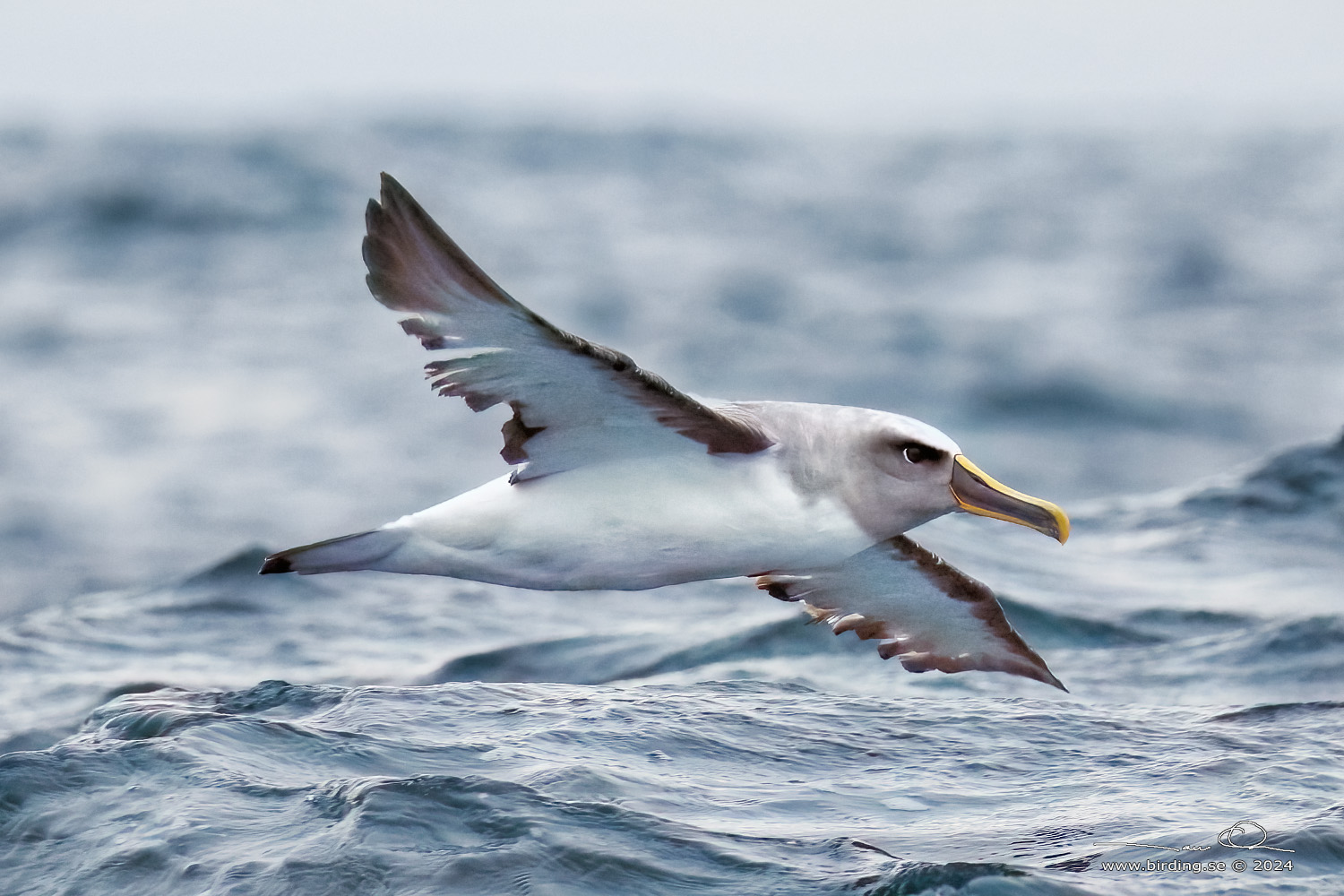 BULLER'S ALBATROSS (Thalassarche bulleri) - Stäng / close