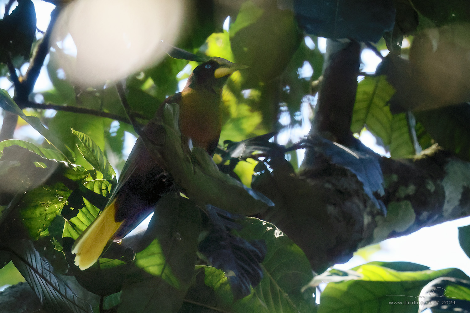 CASQUED CACIQUE (Cacicus oseryi) - Stäng / close