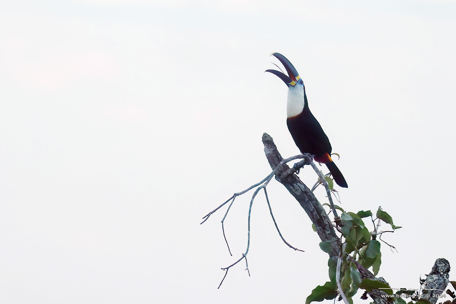 CHANNEL-BILLED TOUCAN (Ramphastos vitellinus) - Stäng / close