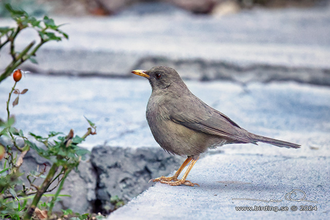 CHIGUANCO THRUSH (Turdus chiguanco) - stor bild / full size