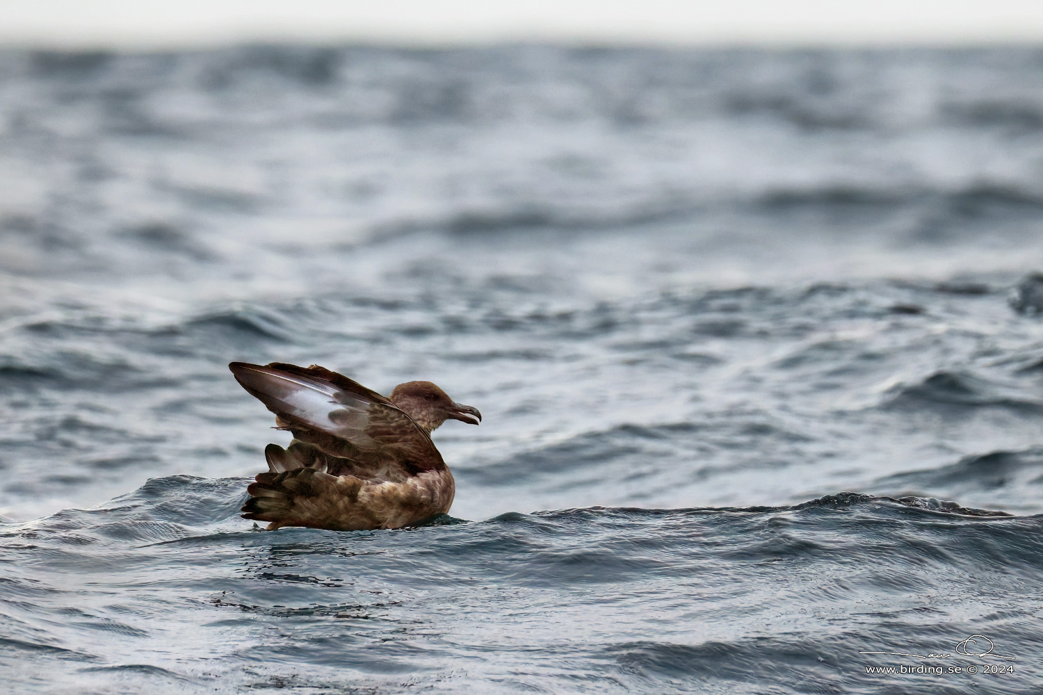 CHILEAN SKUA (Stercorarius chilensis) - Stäng / close