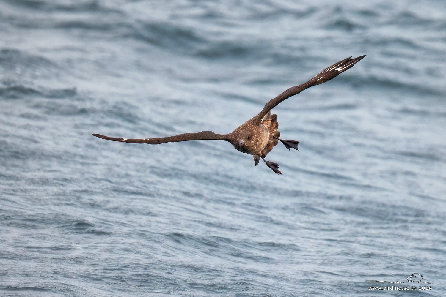 CHILEAN SKUA (Stercorarius chilensis) - Stäng / close