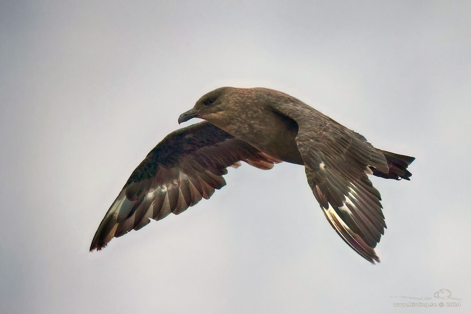 CHILEAN SKUA (Stercorarius chilensis) - Stäng / close