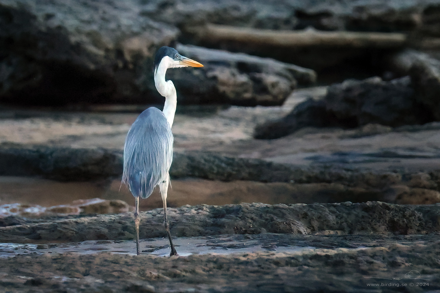 COCOI HERON (Ardea cocoi) - Stäng / close