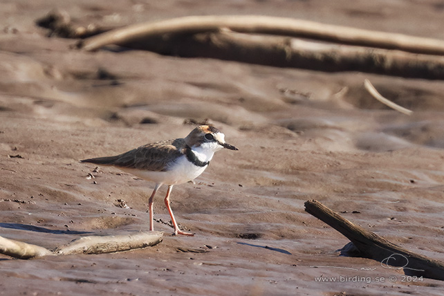 COLLARED PLOVER (Anarhynchus collaris) - stor bild / full size