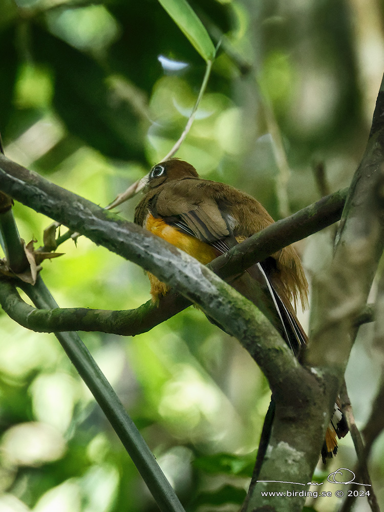 COLLARED TROGON (Trogon collaris) - Stäng / close