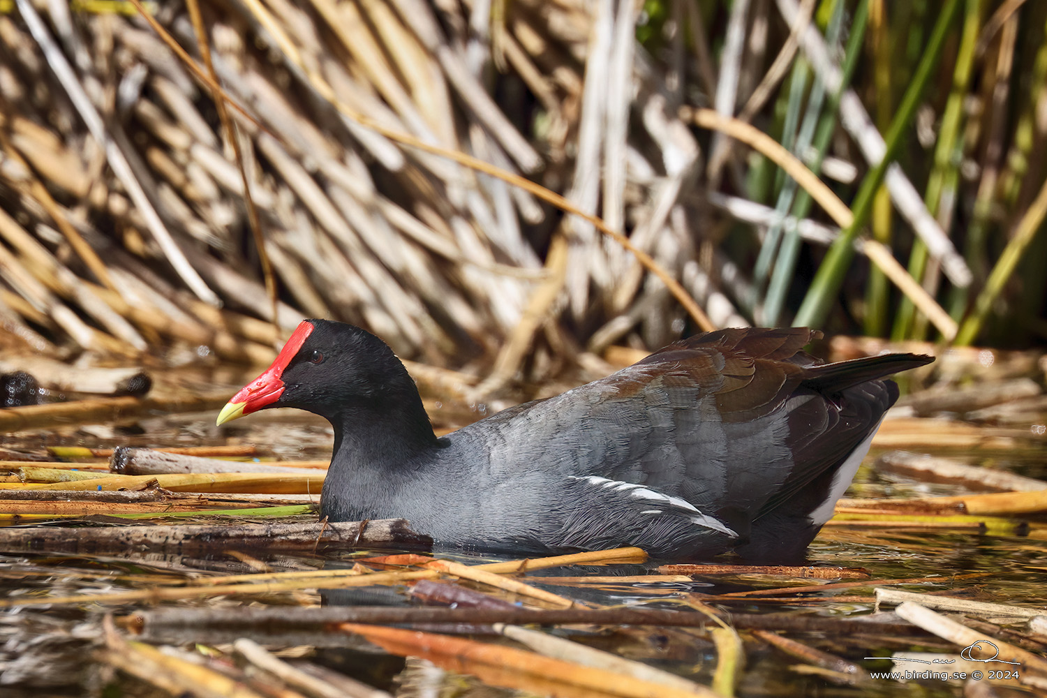 COMMON GALLINULE (Gallinula galeata) - Stäng / close