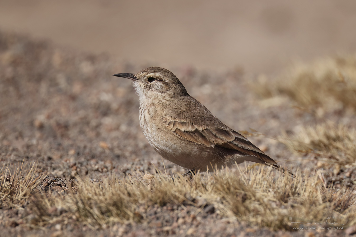 COMMON MINER (Geositta cunicularia) - Stäng / close