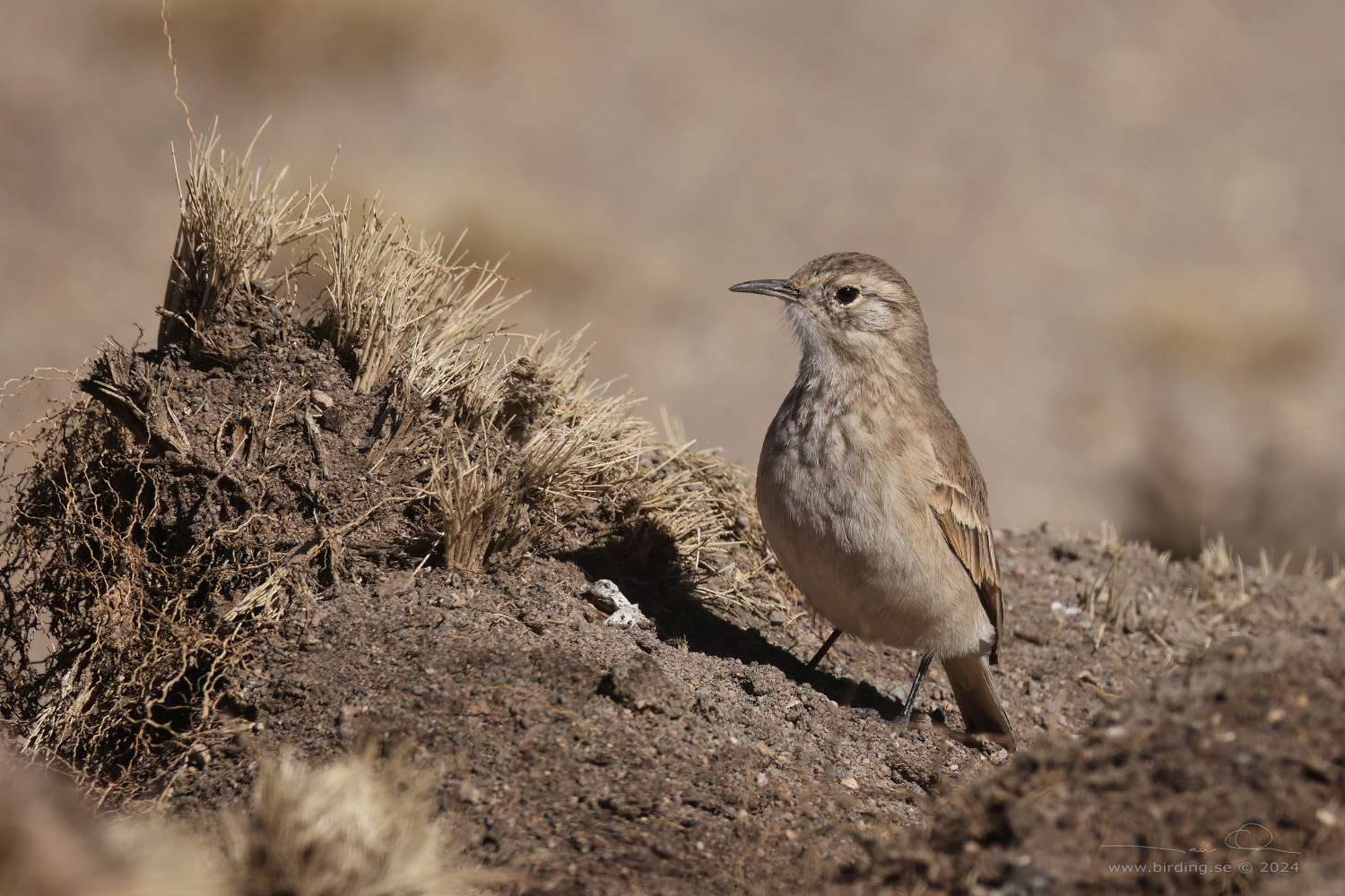 COMMON MINER (Geositta cunicularia) - Stäng / close