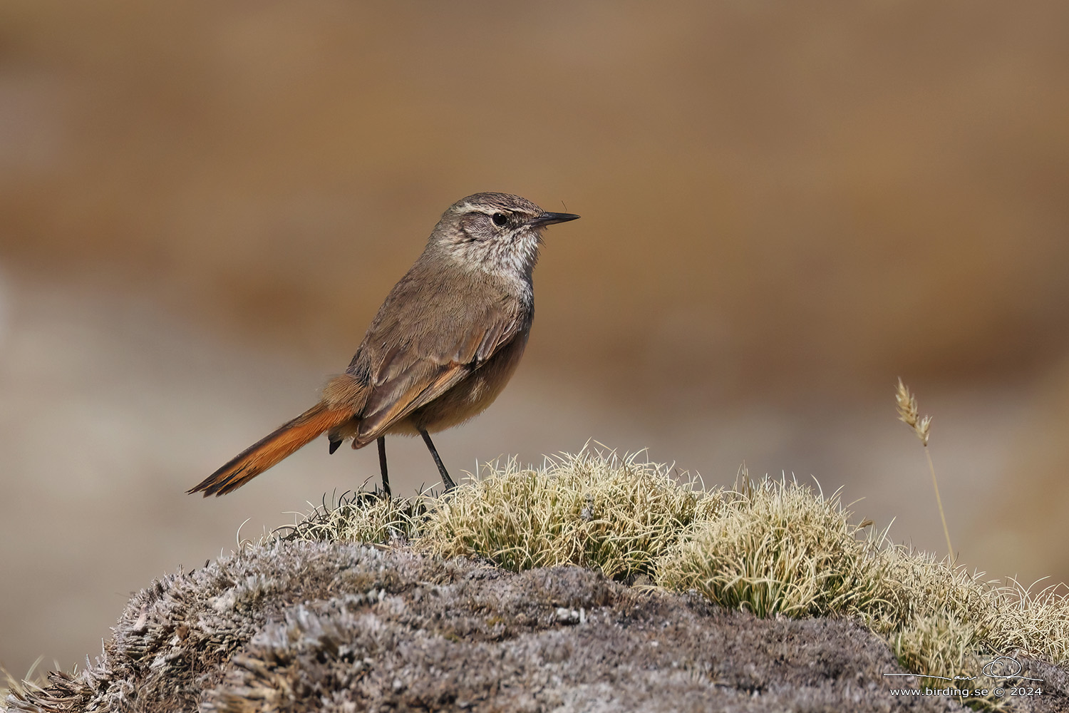 CORDILLERO CANASTERO (Asthenes modesta) - Stäng / close