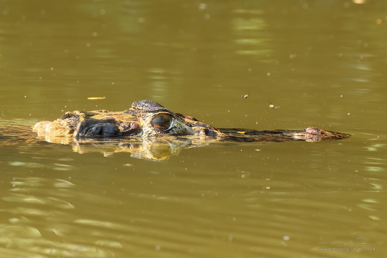 BLACK CAIMAN (Melanosuchus niger) - Stäng / close