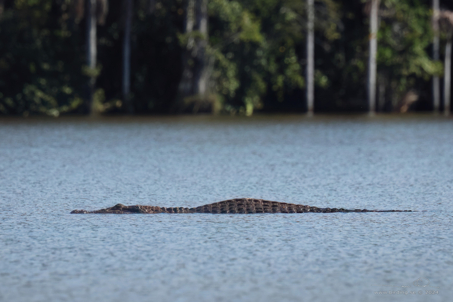 BLACK CAIMAN (Melanosuchus niger) - Stäng / close