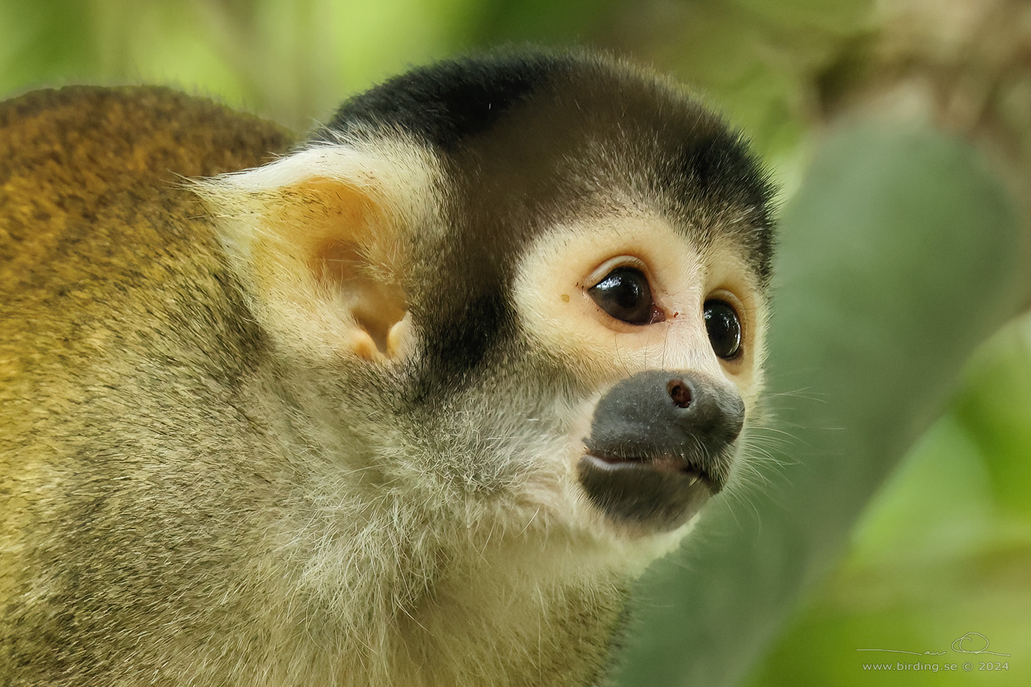 BLACK-FACED SQUIRREL MONKEY (Saimiri boliviensis) - Stäng / close