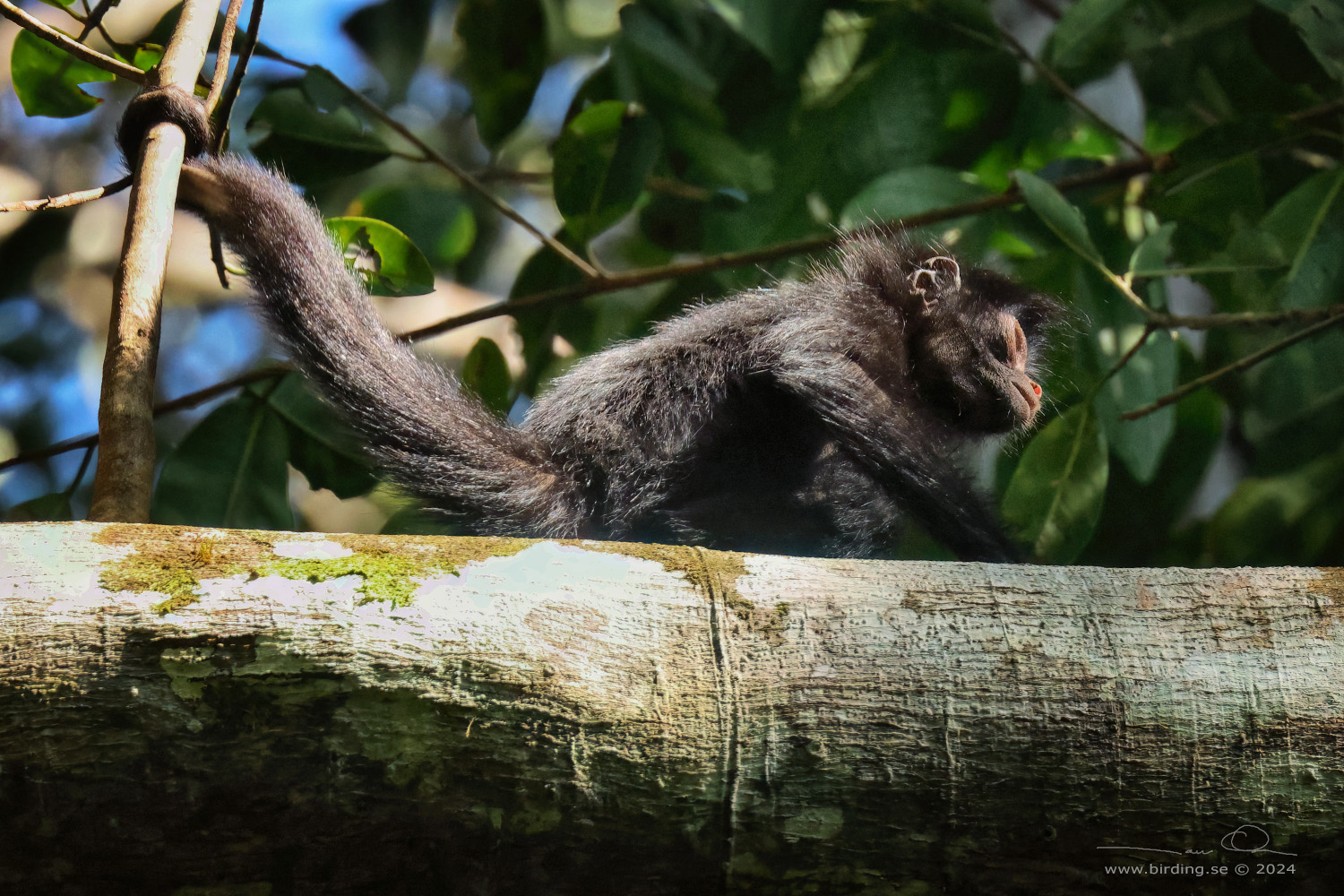 BLACK-FACED SPIDER MONKEY (Ateles chamek) - Stäng / close