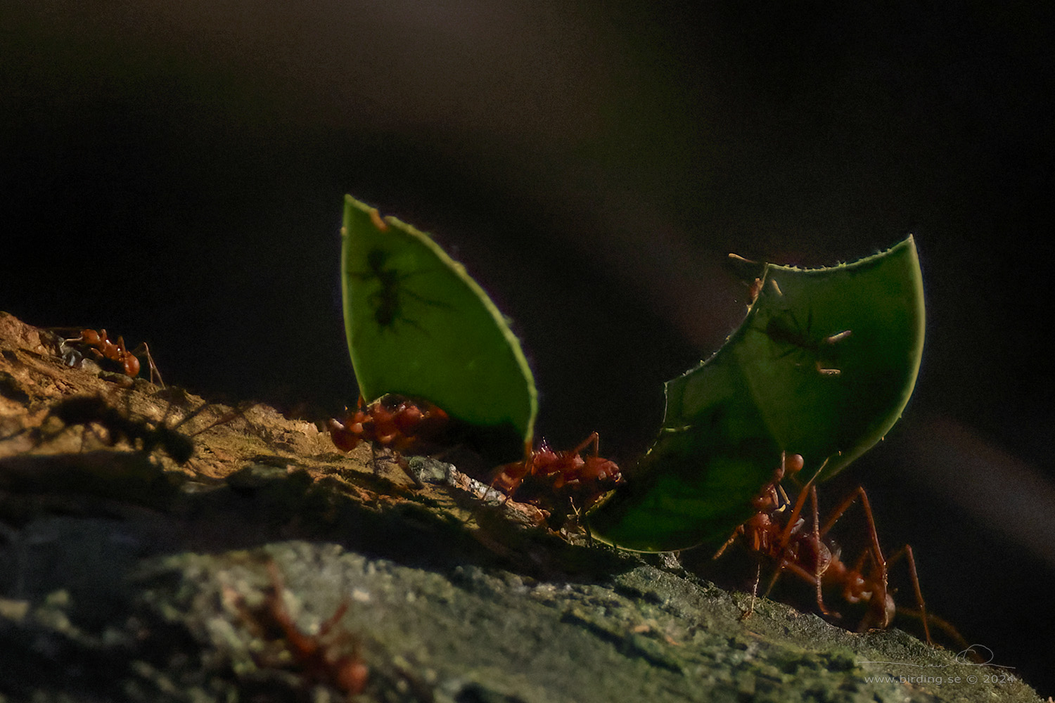 LEAF-CUTTING ANT (Atta cephalotes) - Stäng / close