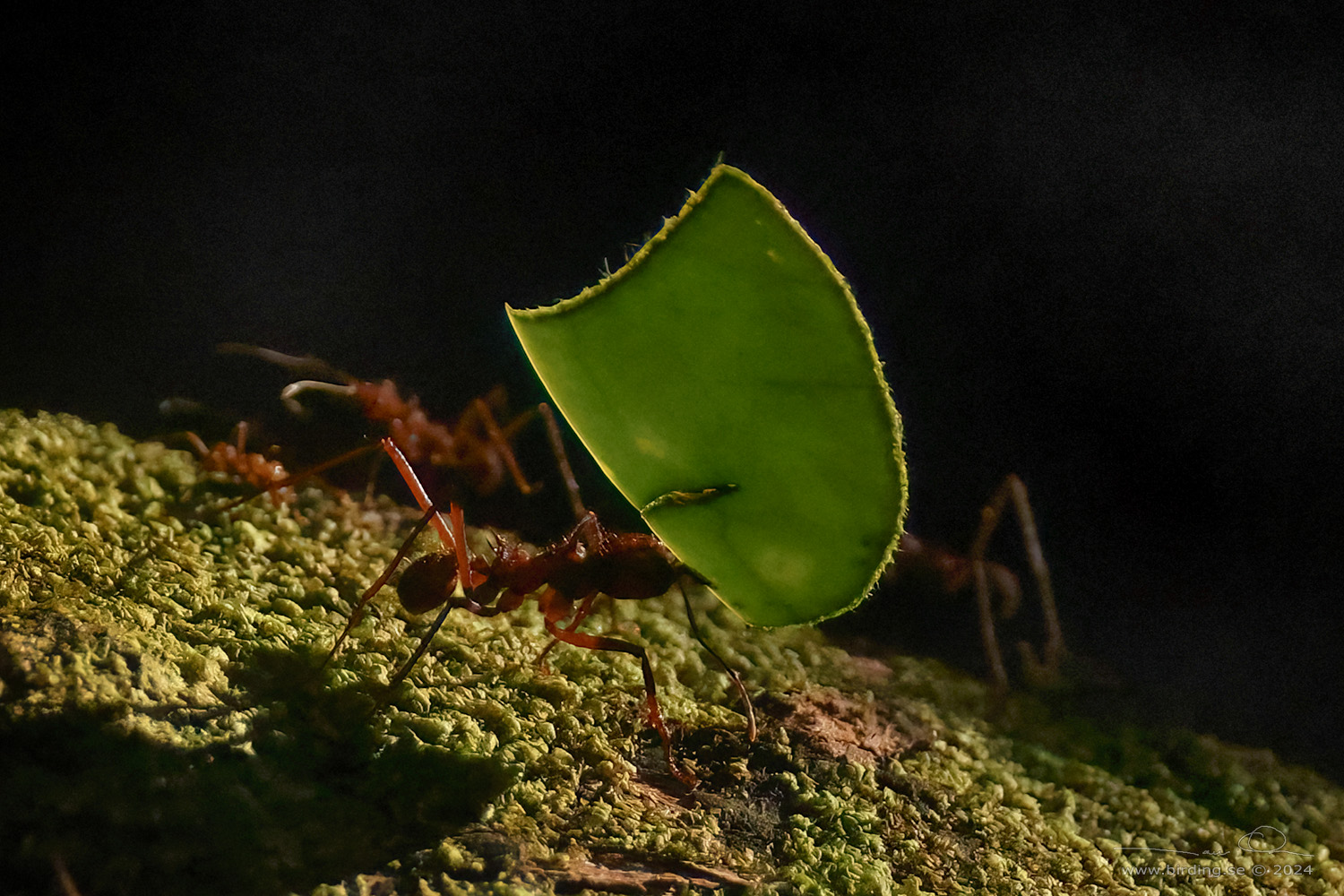 LEAF-CUTTING ANT (Atta cephalotes) - Stäng / close