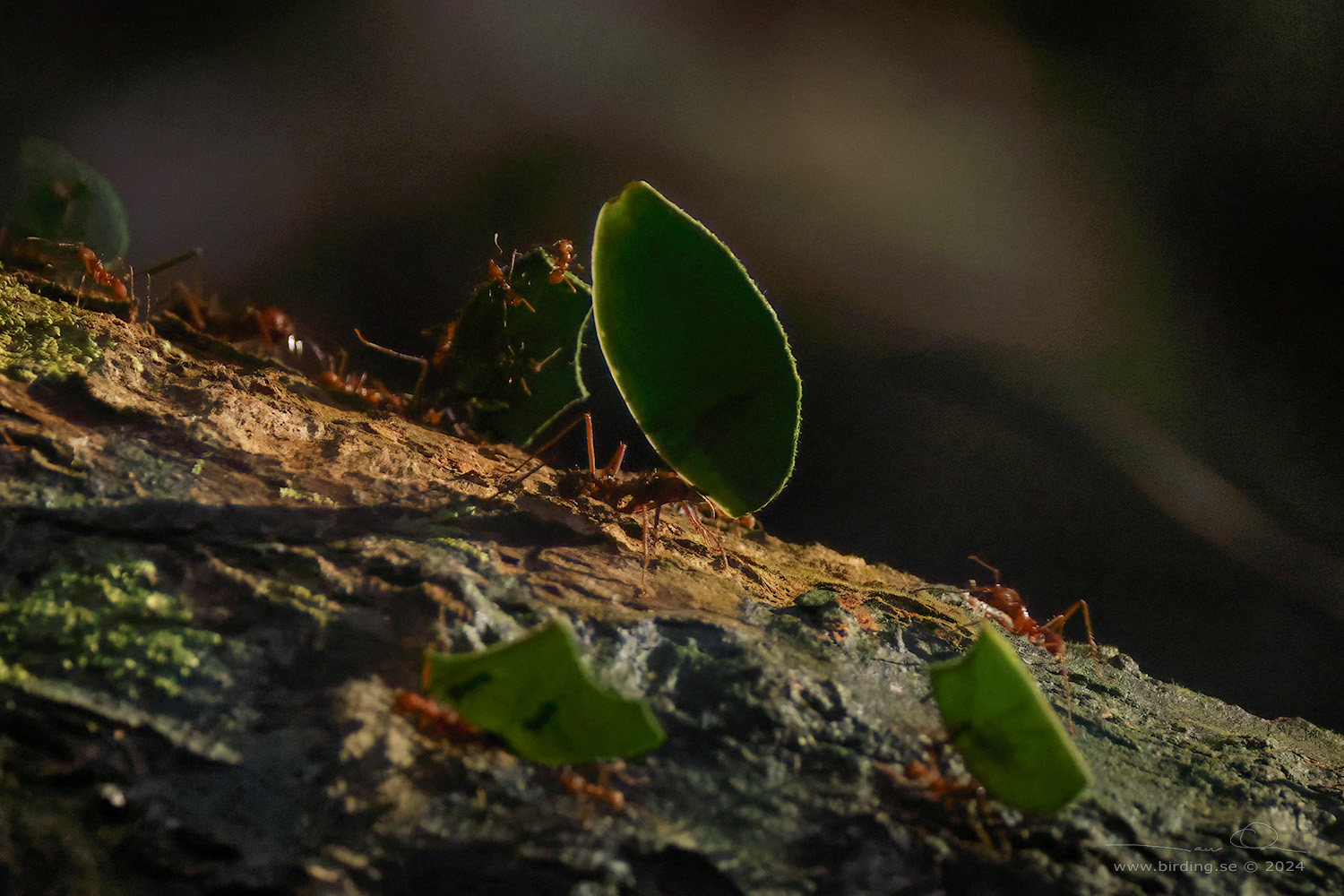 LEAF-CUTTING ANT (Atta cephalotes) - Stäng / close