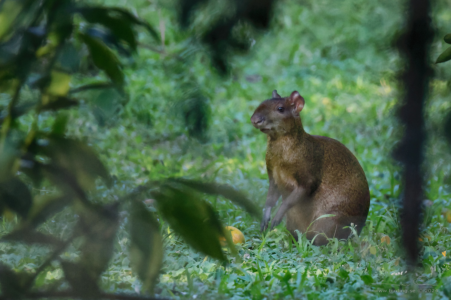 BROWN AGOUTI (Dasyprocta variegata) - Stäng / close