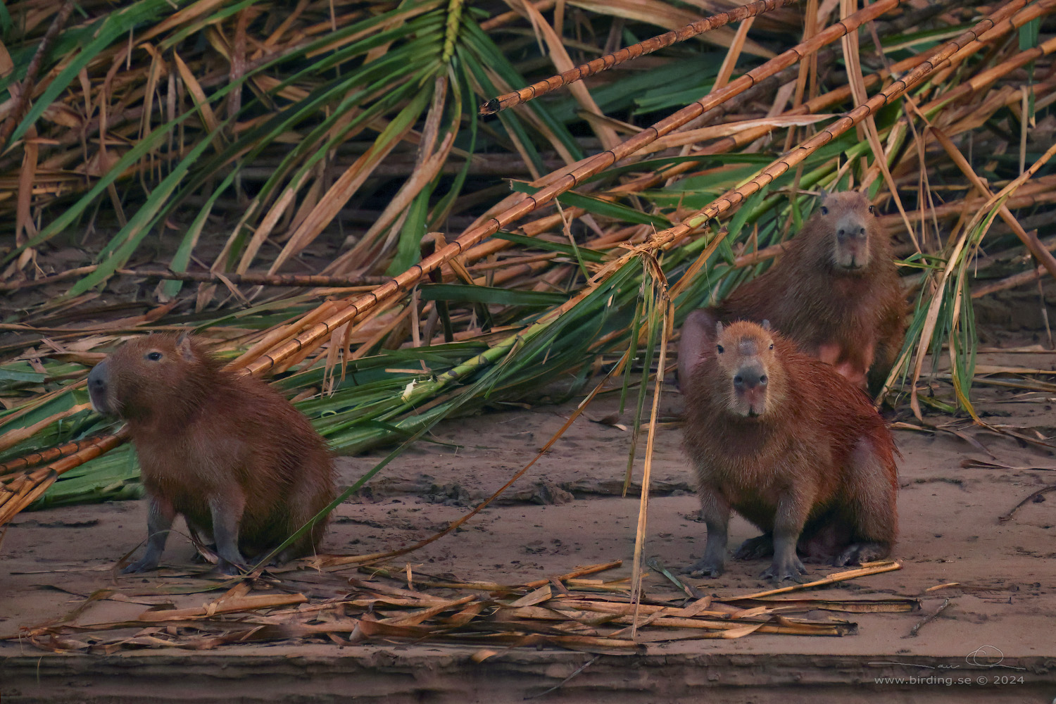 GREATER CAPYBARA (Hydrochoerus hydrochaeris) - Stäng / close