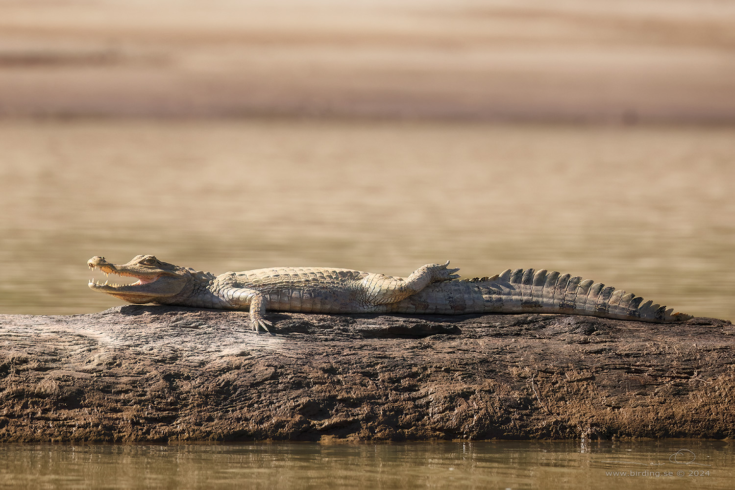 COMMON CAIMAN (Caiman crocodilus) - Stäng / close