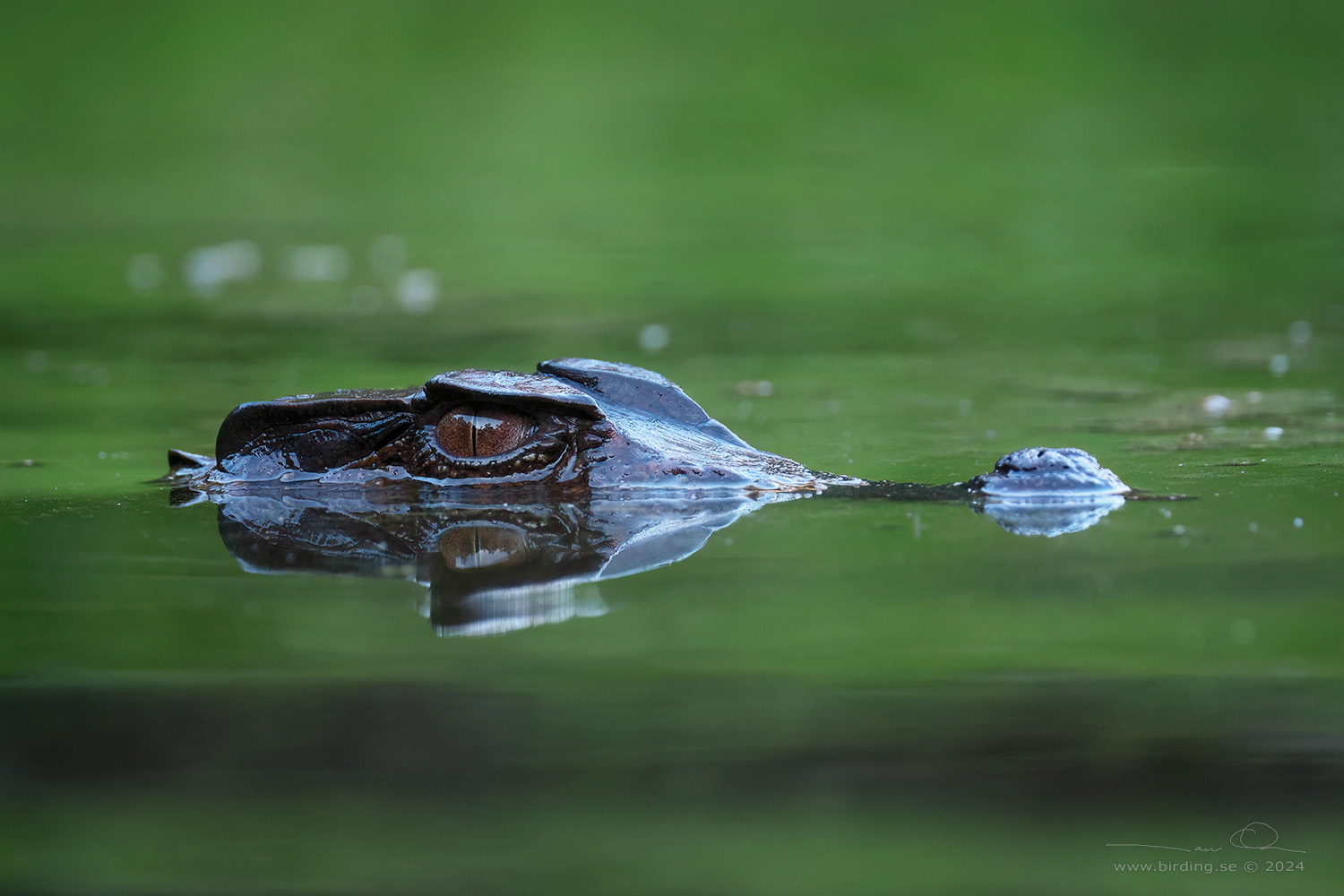 CUVIER'S DWARF CAIMAN (Paleosuchus palpebrosus) - Stäng / close