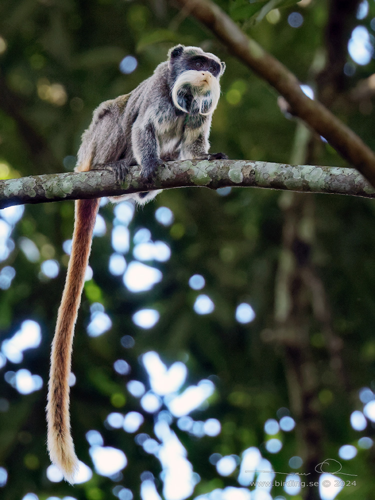 EMPEROR TAMARIN (Saguinus imperator) - Stäng / close