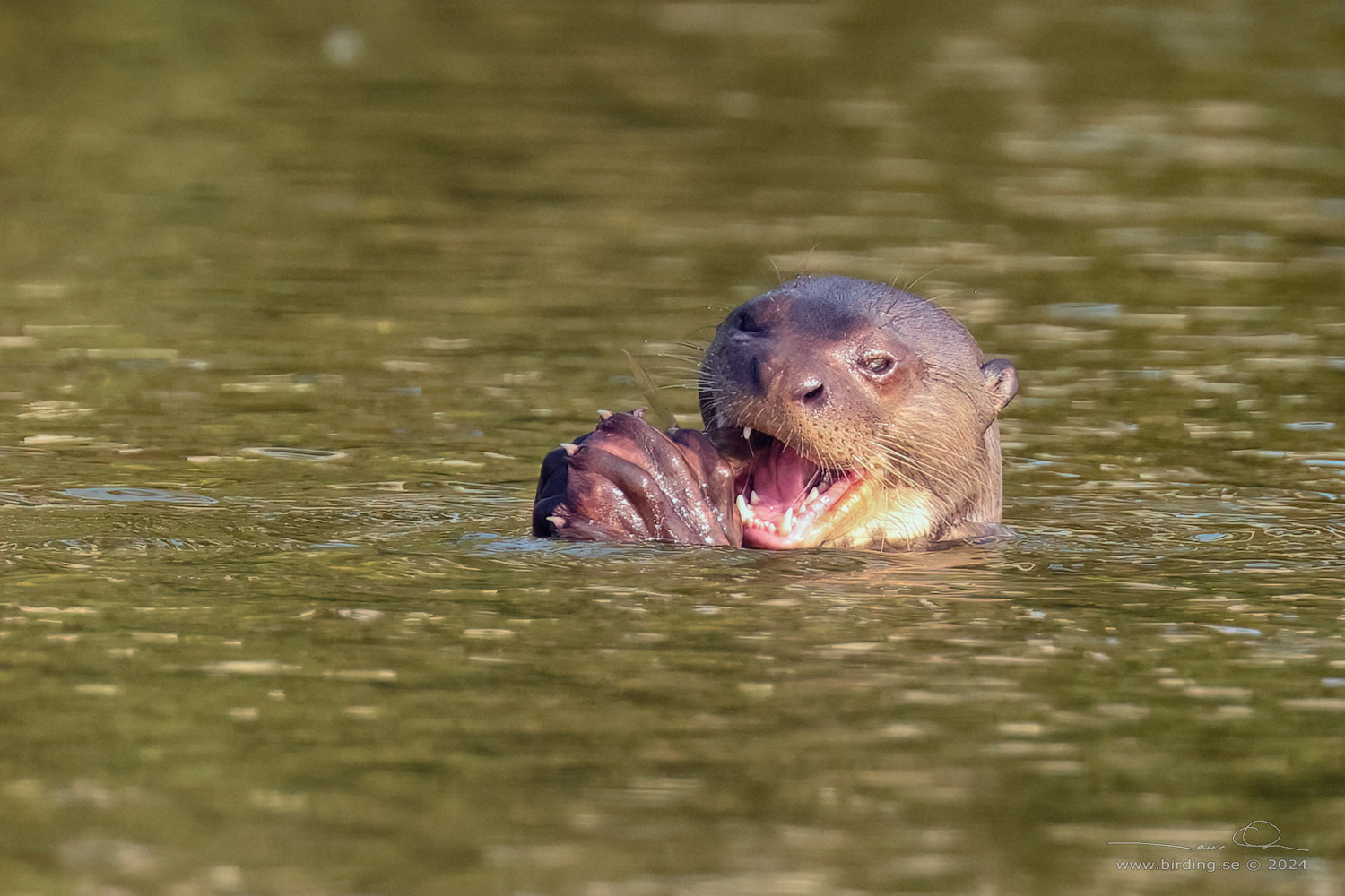 GIANT OTTER (Pteronura brasiliensis) - Stäng / close